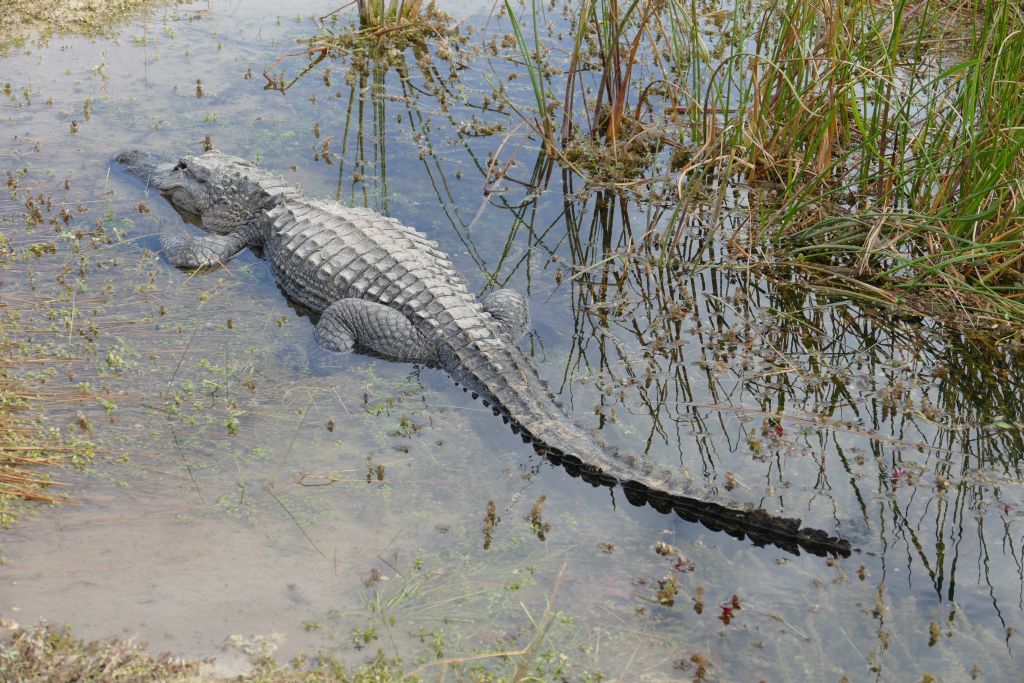 Alligator 20