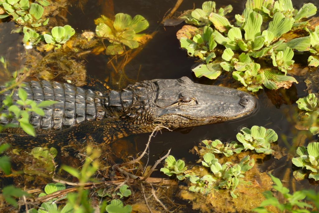 Alligator 33