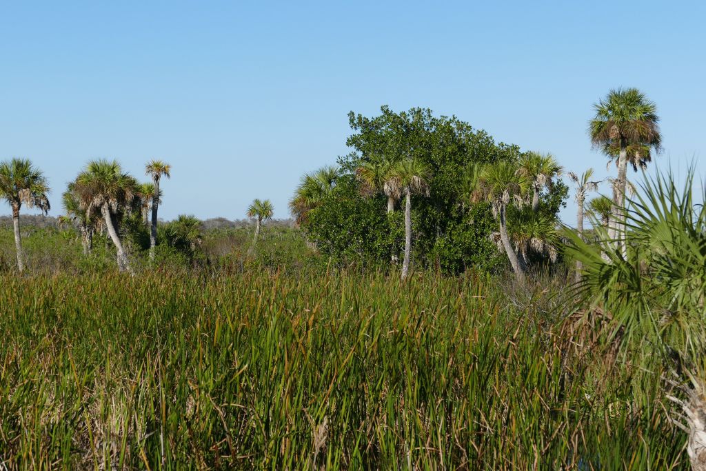 Everglades 1