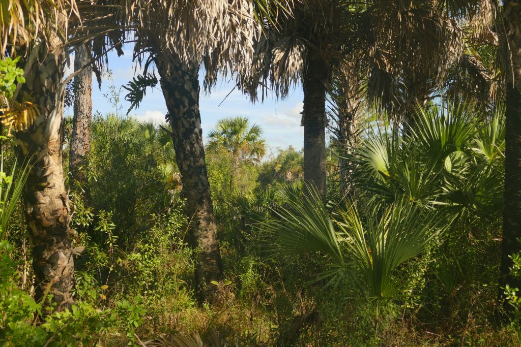 Everglades 5