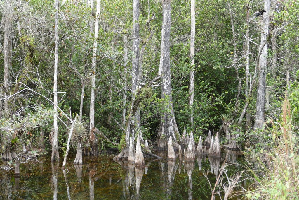 Everglades 7