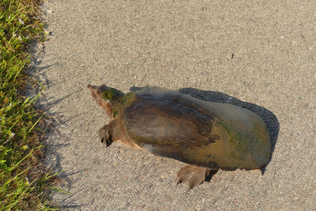 Wasserschildkröte 1