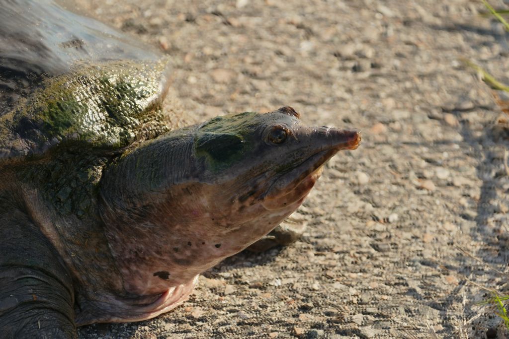 Wasserschildkröte 2