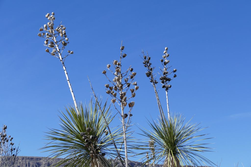 Yucca verblüht.jpg