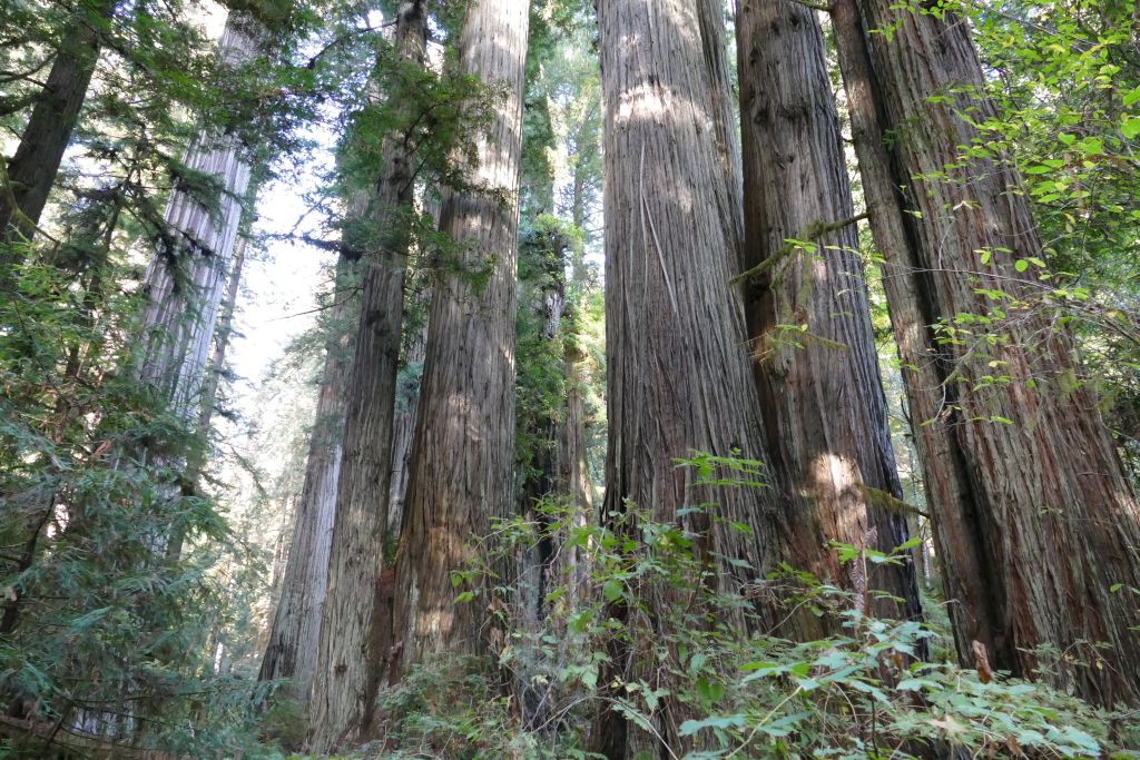 Redwood 2