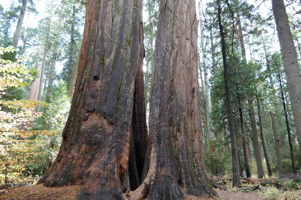 Sequoia Bäume 3