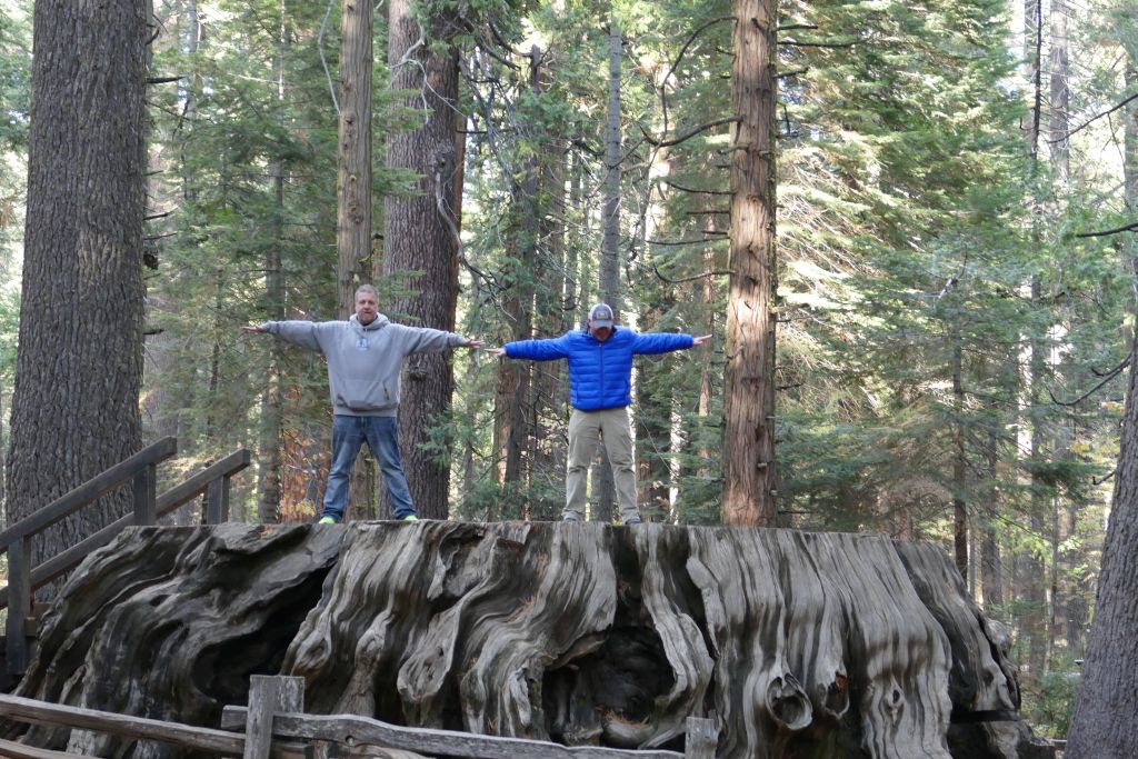 Sequoia Bäume 5