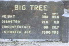 Big Tree 1