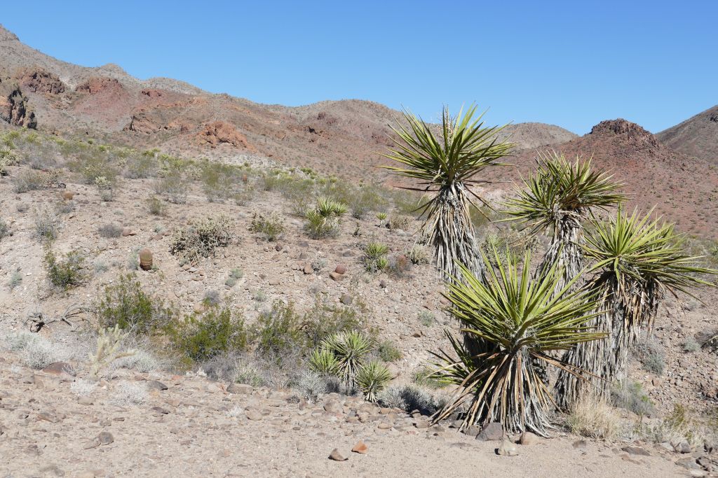 Vegetation Mojave Road 1 Yucca Pflanze