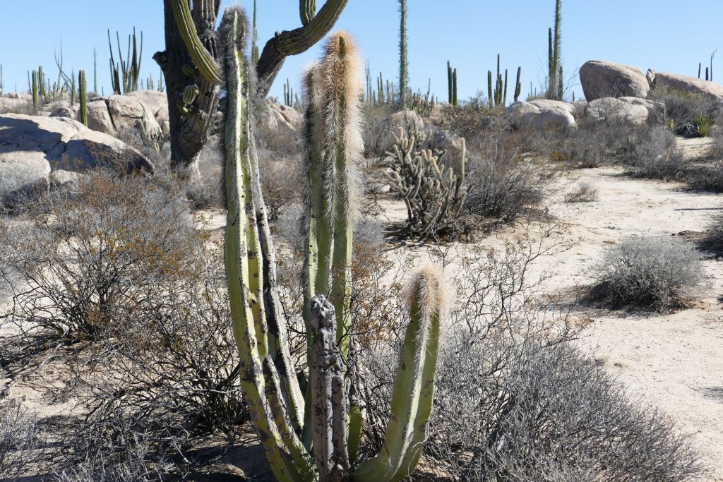 Kaktus Landschaft Senita Kaktus