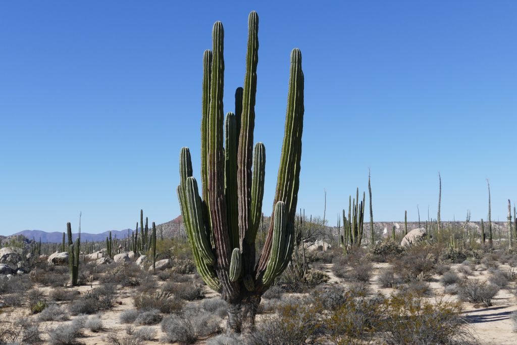 Kaktus LandschaftSaguaro Kaktus