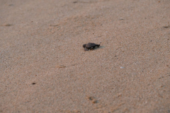 Schildkröte Richtung Meer 2